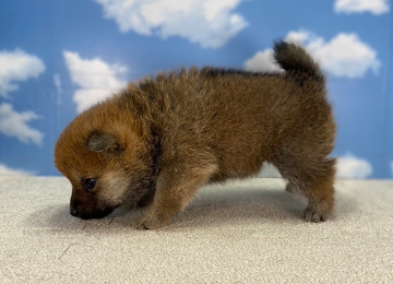 子犬217-2