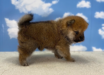 子犬217-3