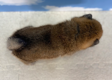 子犬217-4