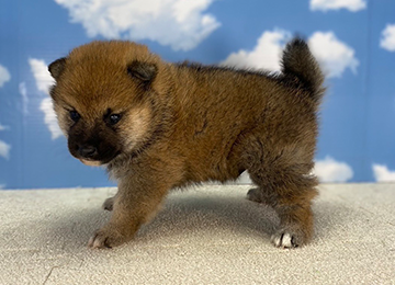 子犬218-2
