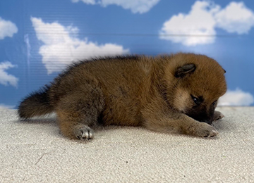 子犬218-3