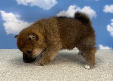 子犬219-2