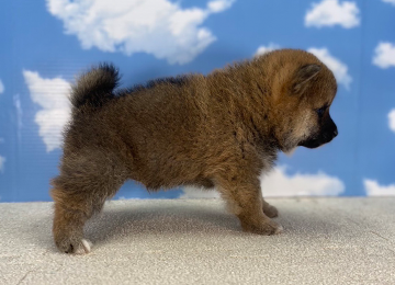 子犬219-3