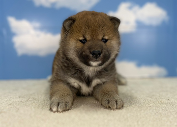 子犬221-1