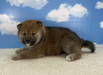 子犬221-2