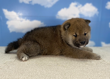 子犬221-3