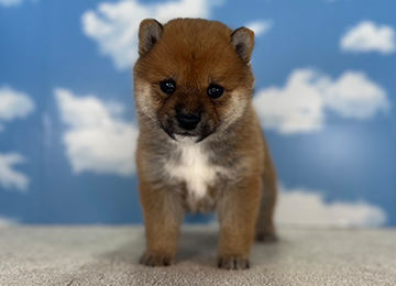 子犬222-1