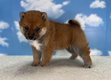 子犬222-2