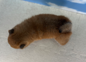 子犬222-4