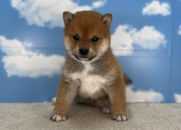 子犬223-1