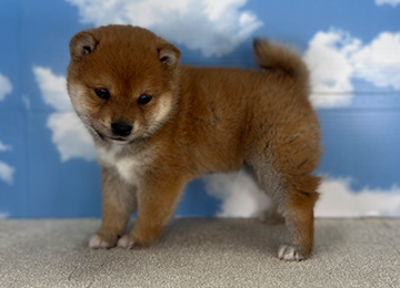 子犬223-2