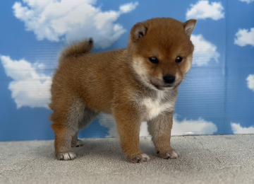 子犬223-3