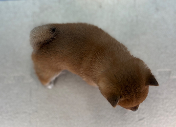 子犬223-4