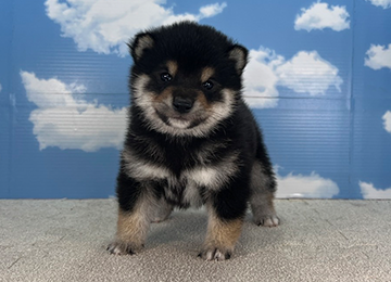 子犬224-1