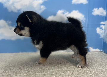 子犬224-2