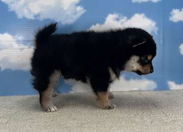 子犬224-3