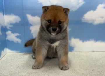 子犬225-2