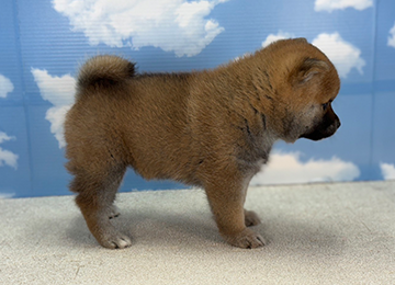 子犬225-4