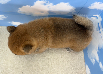 子犬225-5