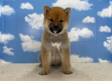子犬226-1