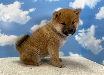 子犬226-3