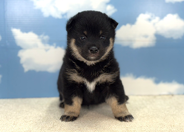 子犬227-1