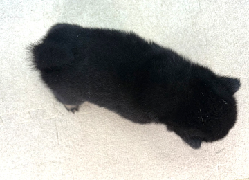 子犬227-4