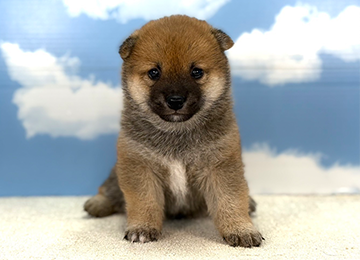 子犬228-1