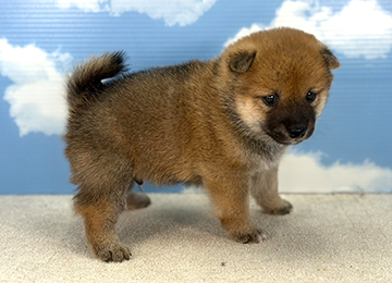 子犬228-3