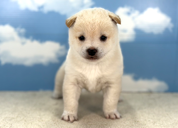 子犬229-1