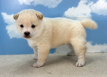 子犬229-2
