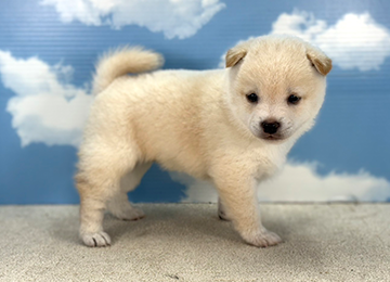 子犬229-3