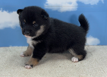 子犬230-2