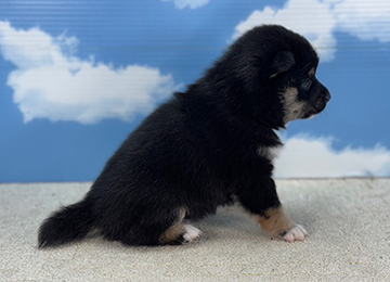 子犬230-3
