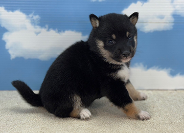 子犬231-3