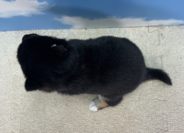 子犬231-4