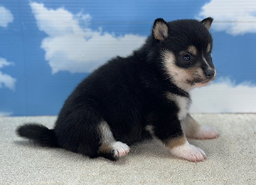 子犬232-3