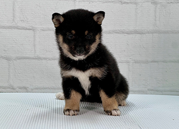 子犬233-1