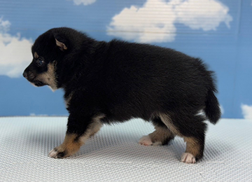 子犬233-2