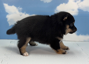 子犬233-3