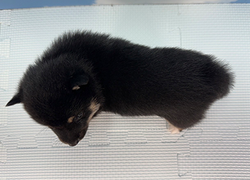 子犬233-4