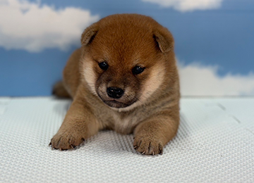 子犬234-1