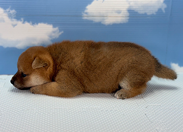 子犬234-2