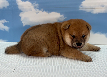 子犬234-3