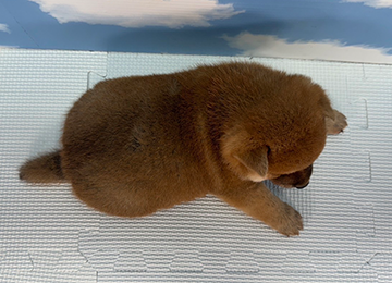 子犬234-4