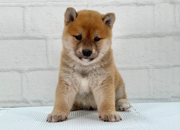 子犬235-1