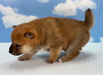 子犬235-2