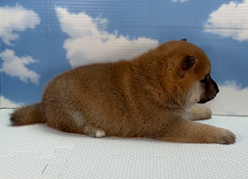 子犬235-3