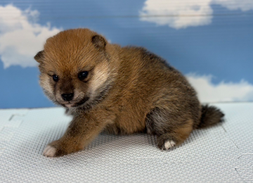子犬236-2