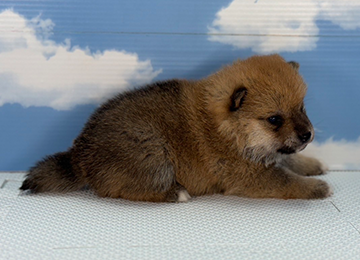 子犬236-3